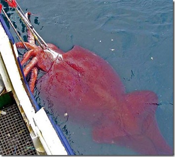 calamar-gigante