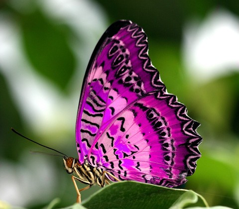Самые интересные факты о бабочках