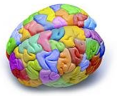 какого цвета мозг