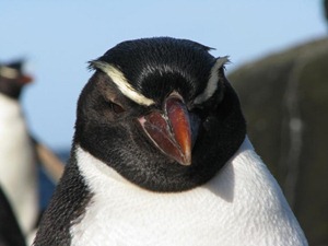 pinguin15