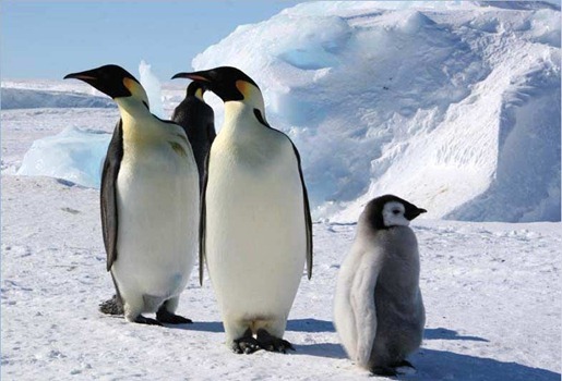 pingviny