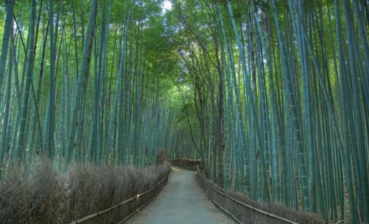 бамбуковый