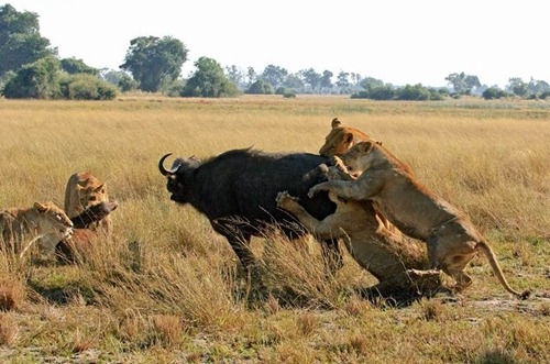 львы на охоте